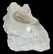 Prone Flexicalymene Trilobite - Ohio #61005-1